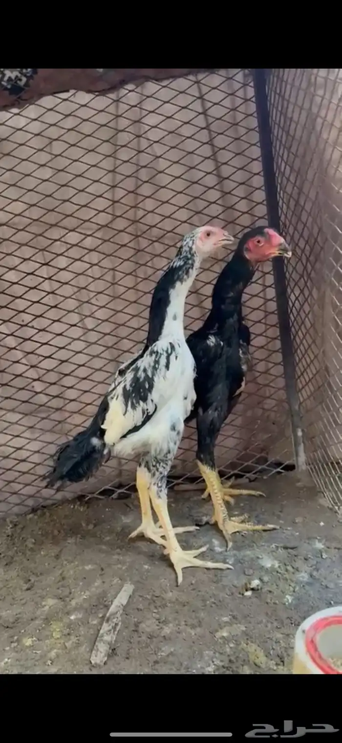 شامو هزاز الماني مستوى عالي 4