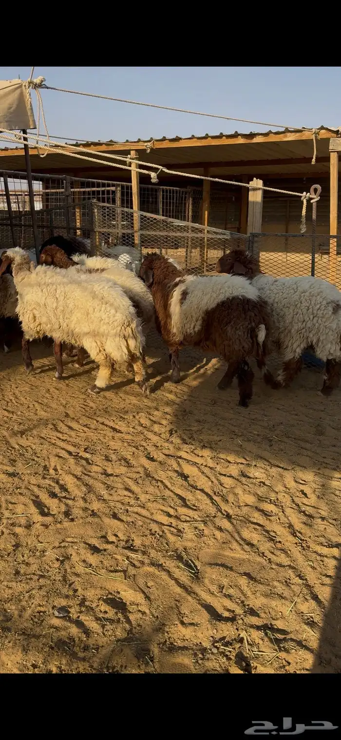 ذبايح جذعات بلدي 0