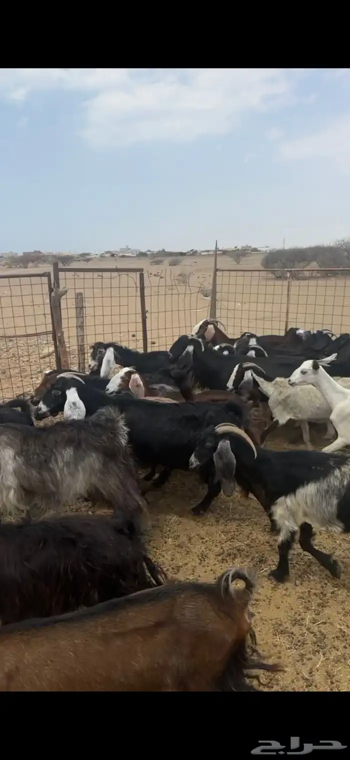 معزا طيبة 3