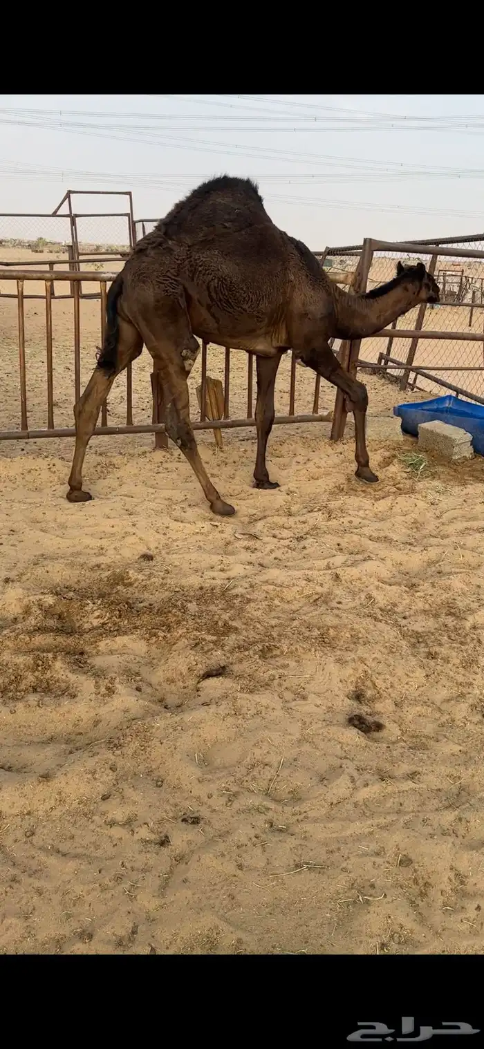 قعود كفووو للبيع رقم الجوآل 0