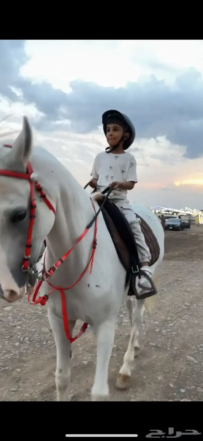 للبيع فرس شعبيه لقاح ثقيل 4