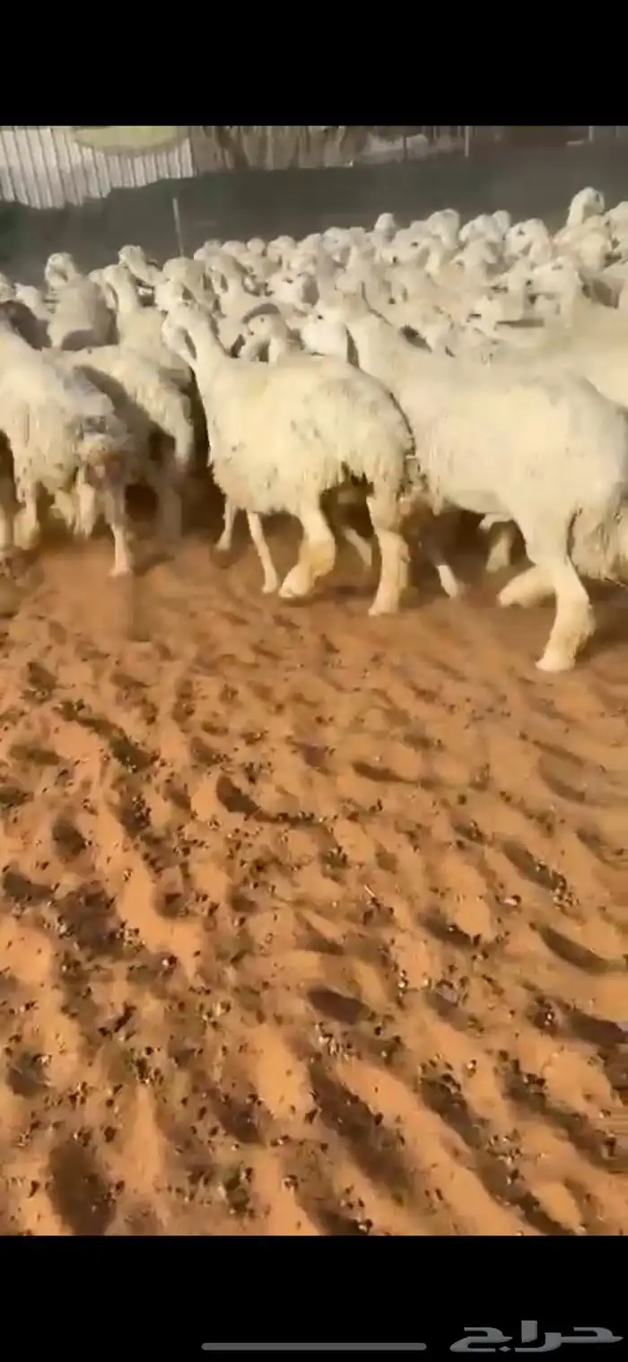 للبيع بهم حري صافي 3