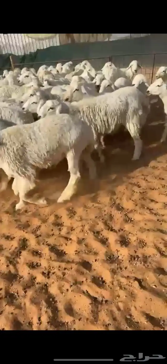 للبيع بهم حري صافي 0