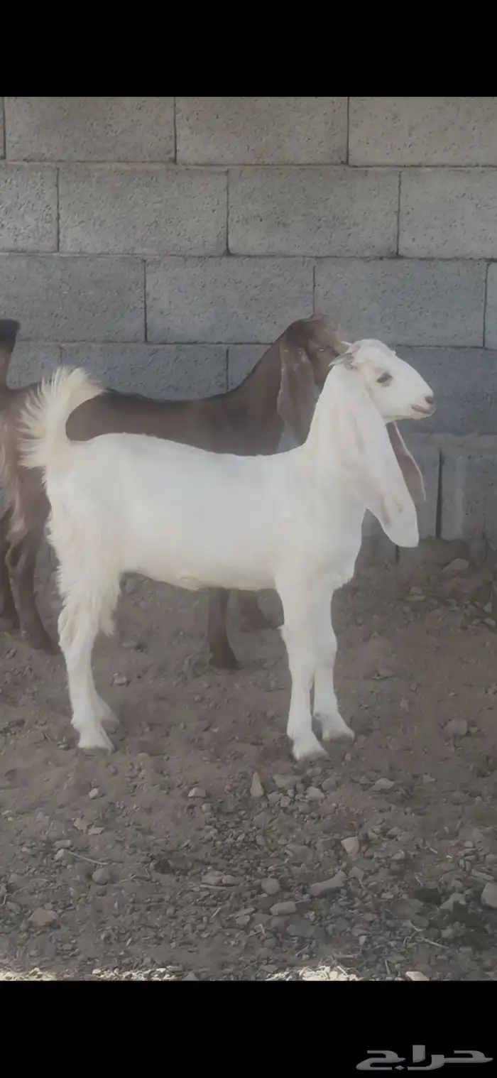 جفار مشاريك مندي ذبايح او مقنوي 0