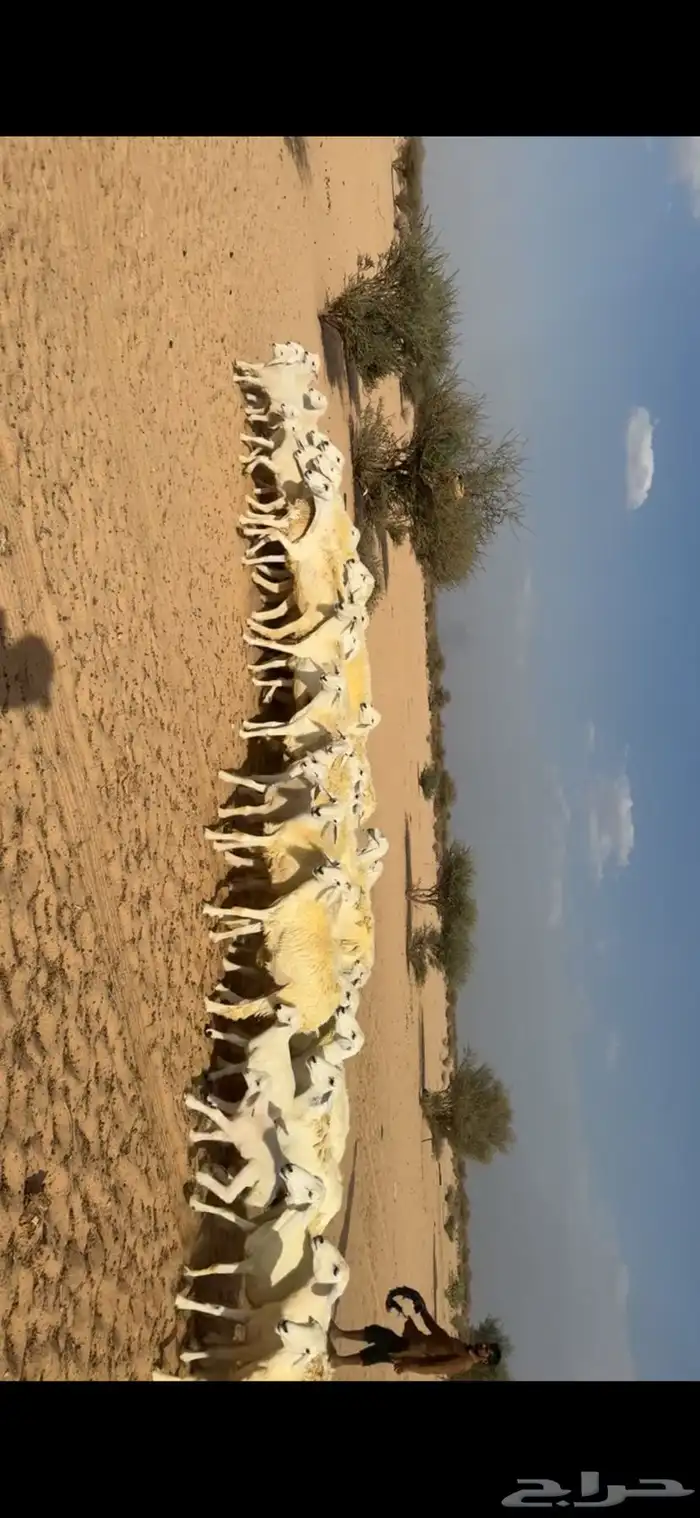 غنم خلفات صغار سن 5