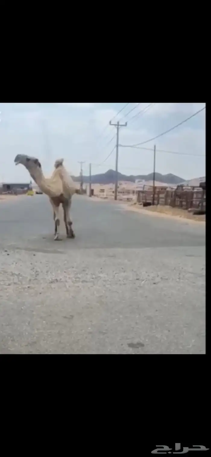 قعود. رباع. على   غرنوق منتج. موقع عفيف 2