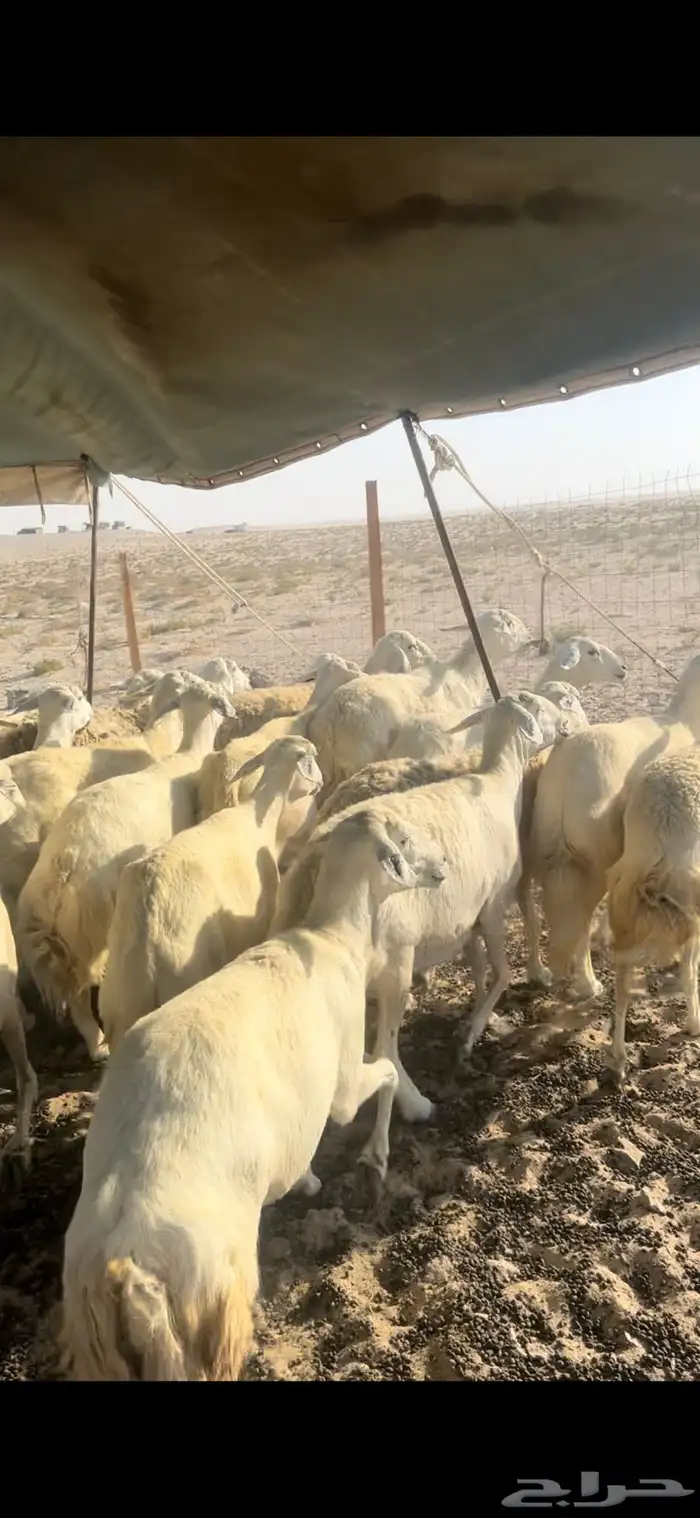 حريات مراح واحد دفيع 1