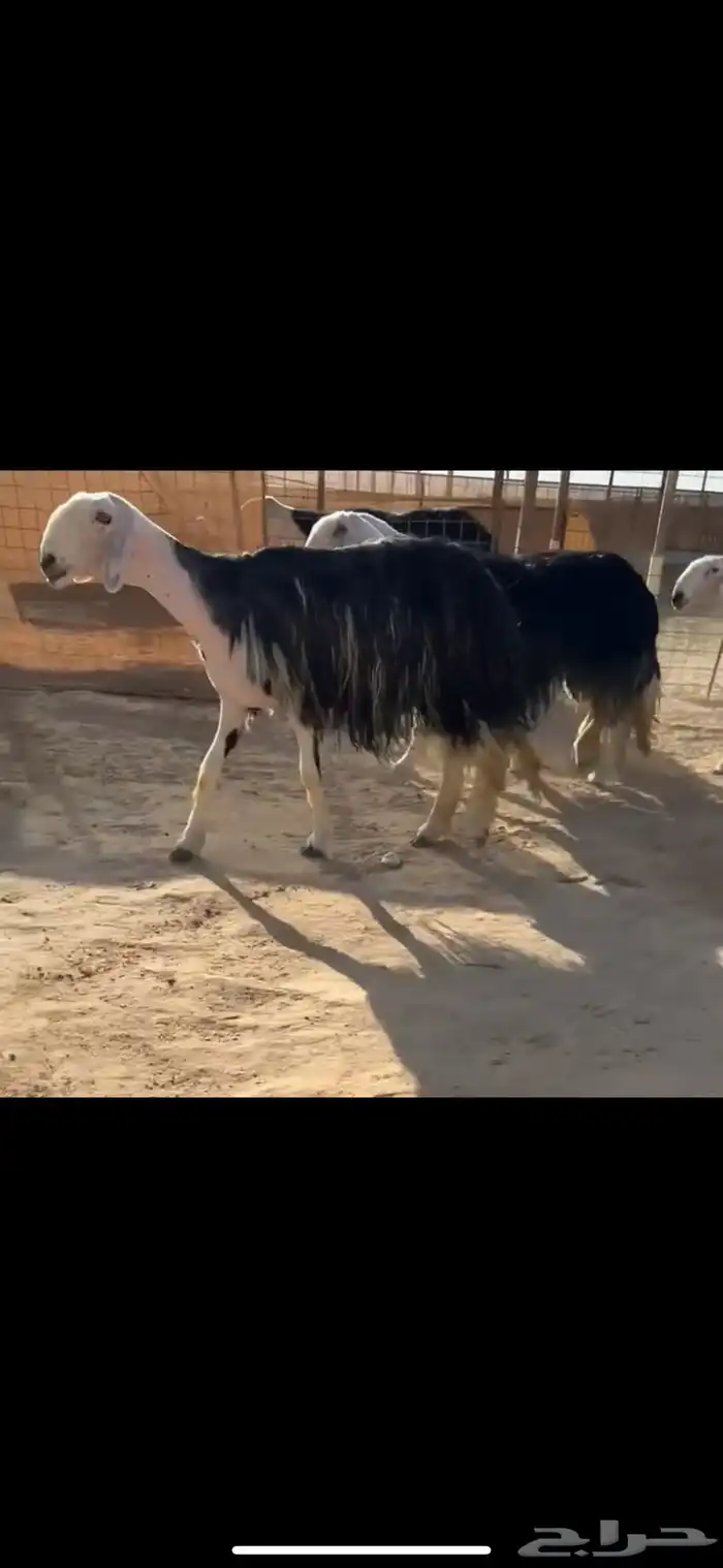 شياه نجد نوادر ( تم البيع ) 2