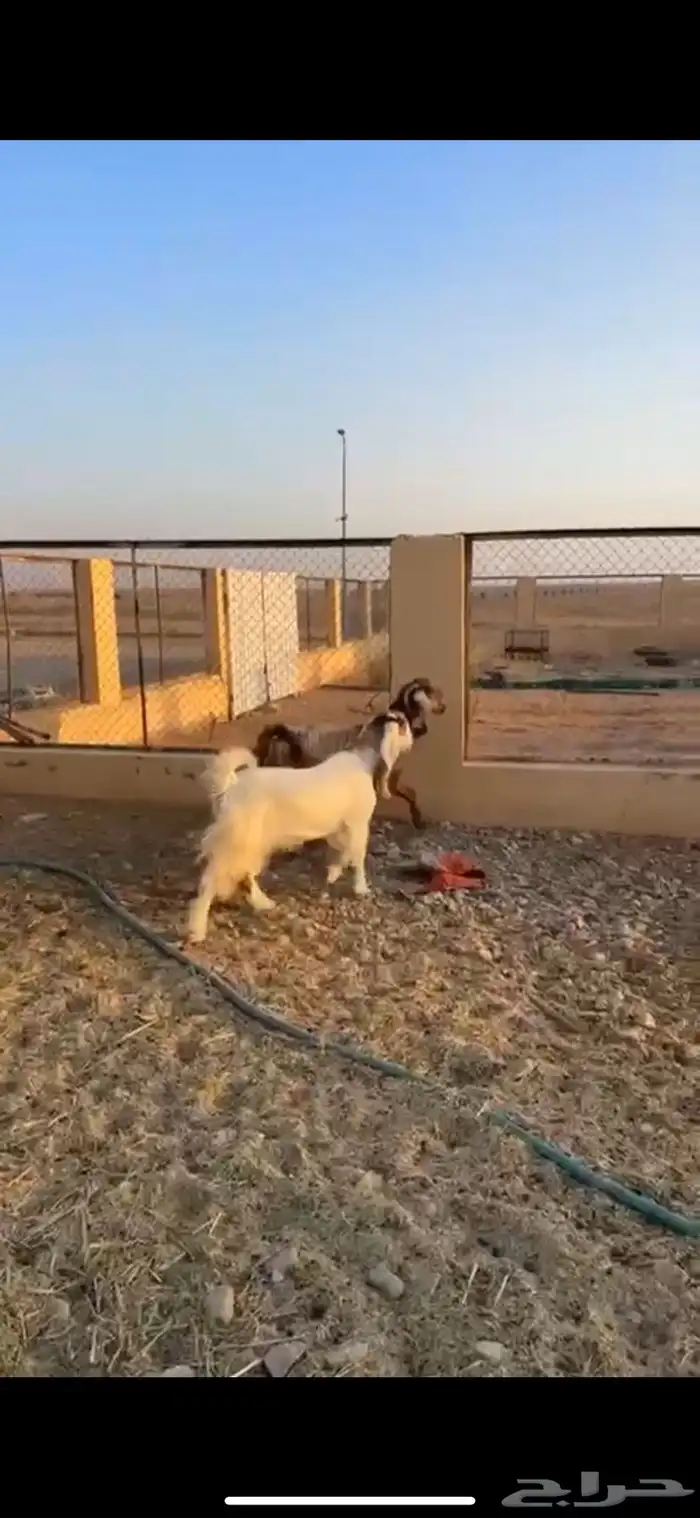 عنزين حيل سنهن ثنوات طيبات مغلقات فل شحم وبريات ذبح ومقنوي 3