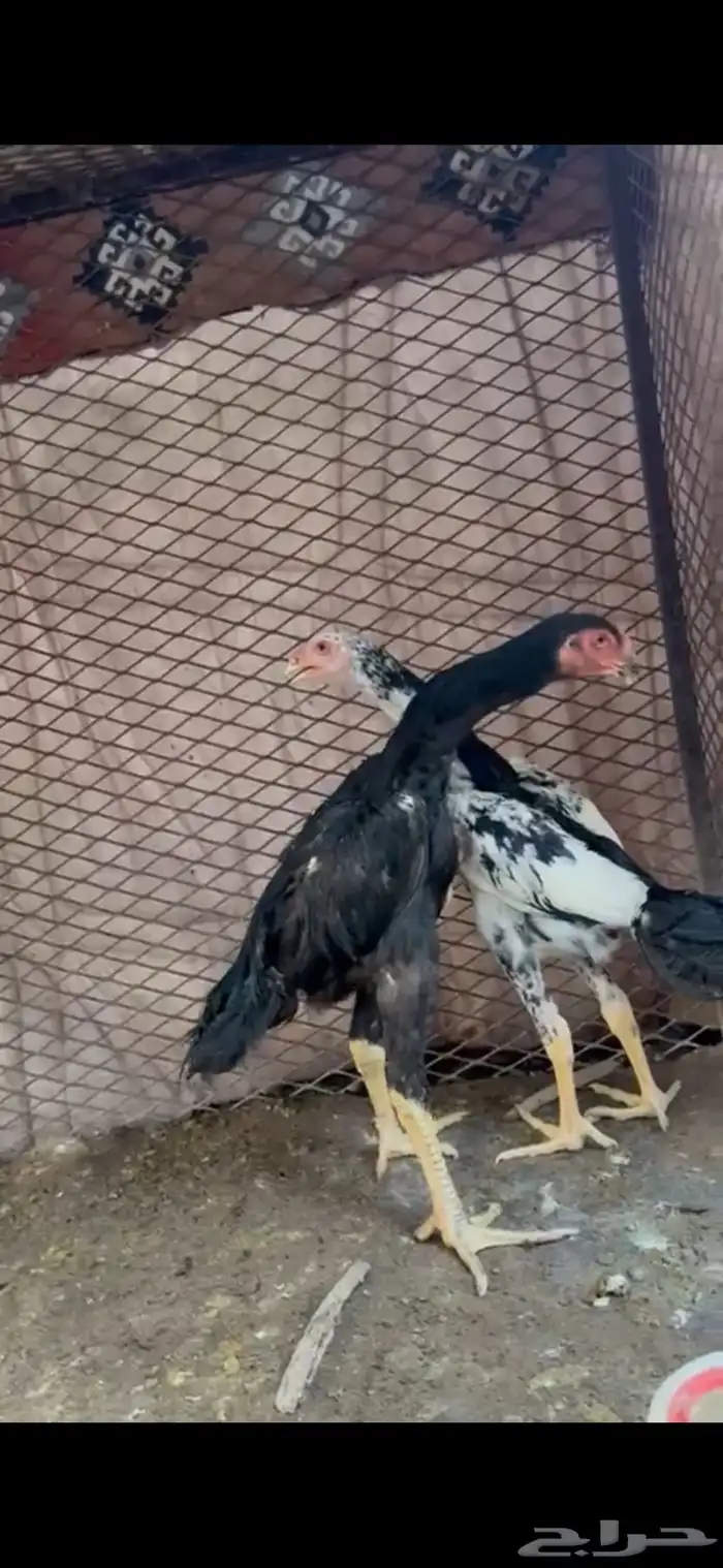 شامو هزاز الماني مستوى عالي 2