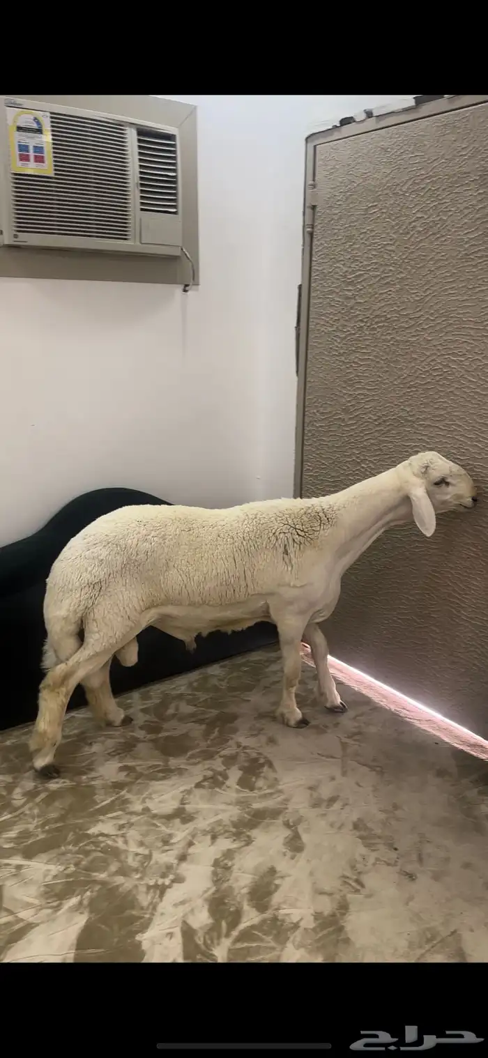 مشروع حري فاخر ( تم البيع ) 0