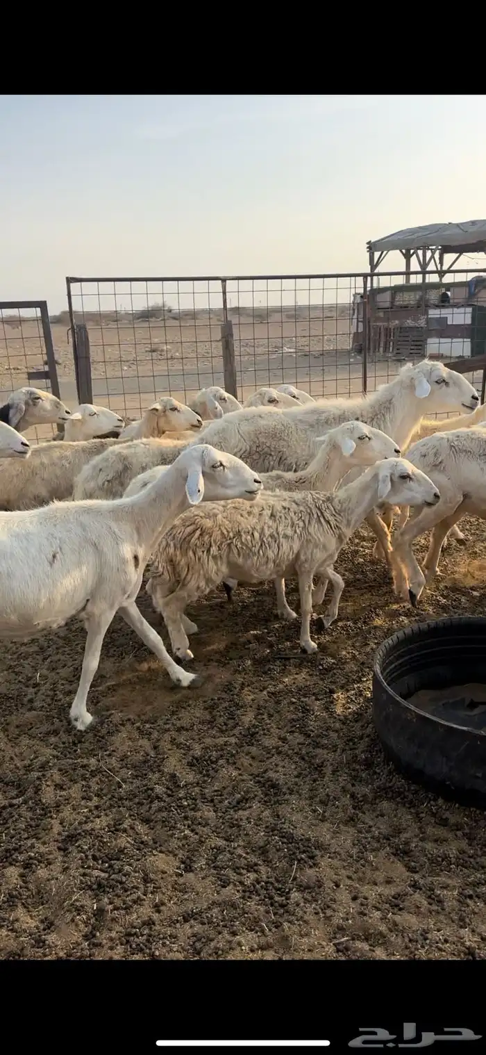 ضان طيبة 3