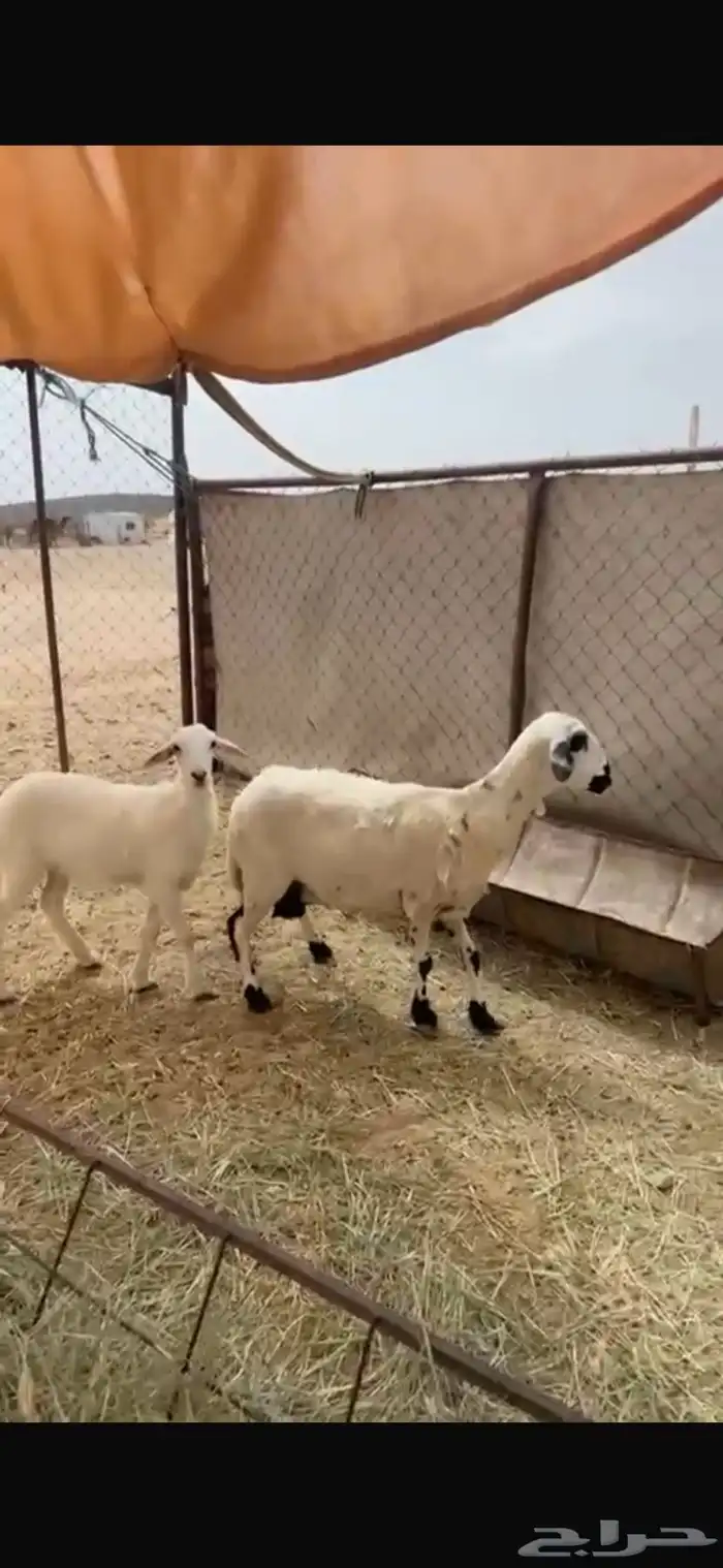 شاه تحتها رخل 1