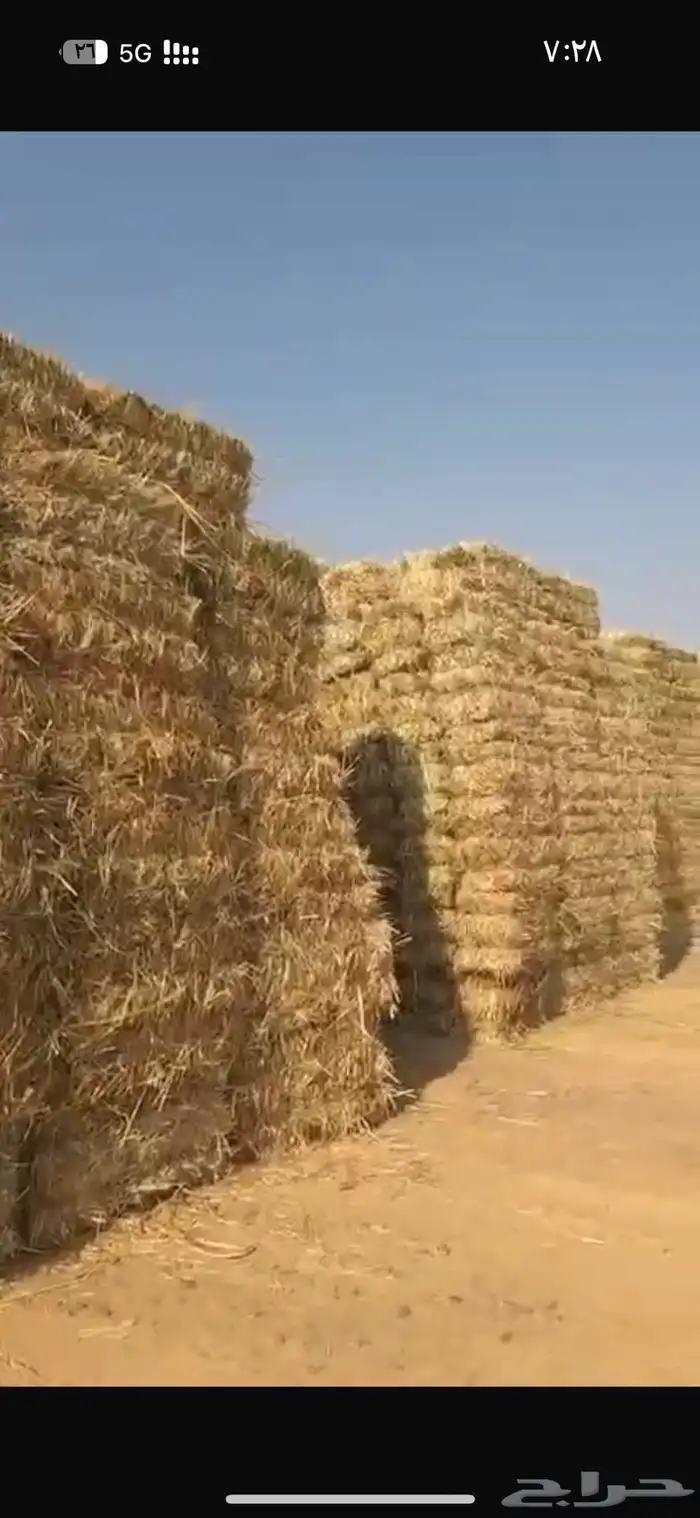 قصب جيزاني 0