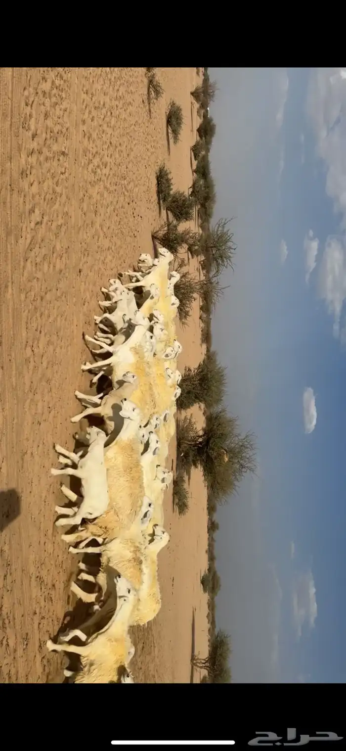 غنم خلفات صغار سن 3