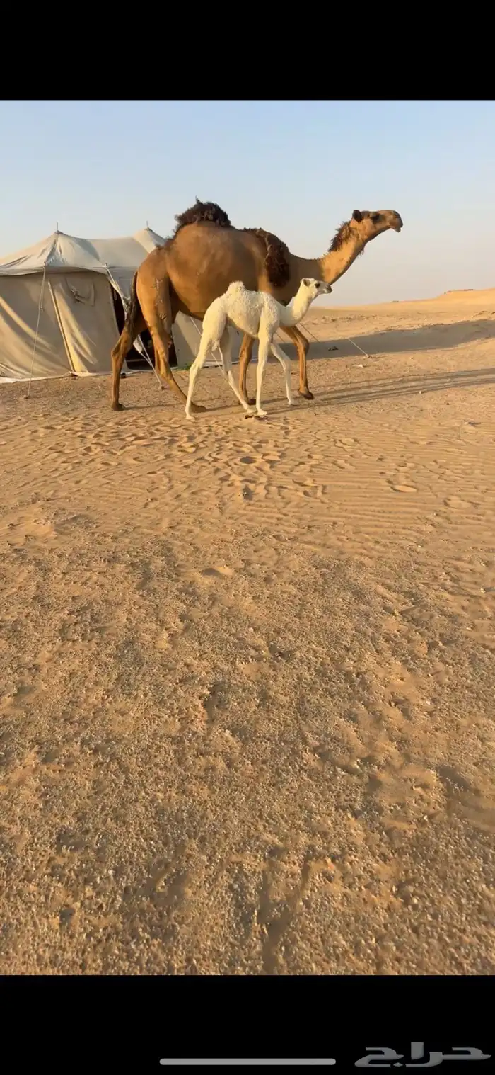 خلفه طيبه وهديه ماتحرك وحدرها بكره طيبه 0
