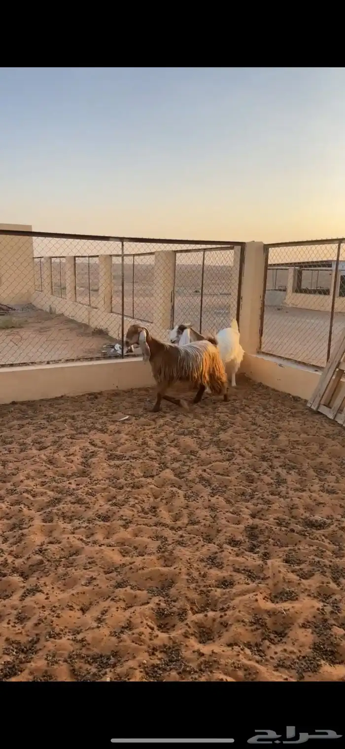 معزا حيل 2