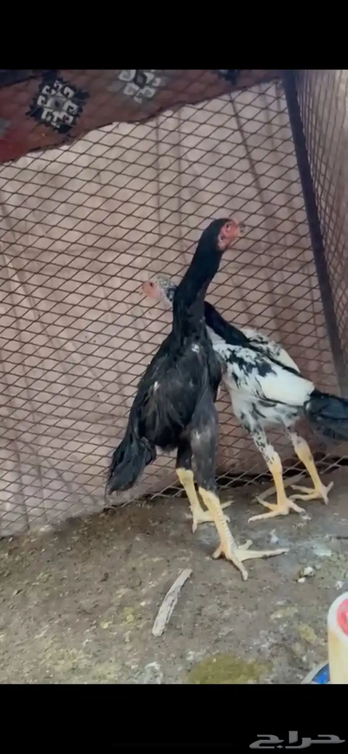شامو هزاز الماني مستوى عالي 1