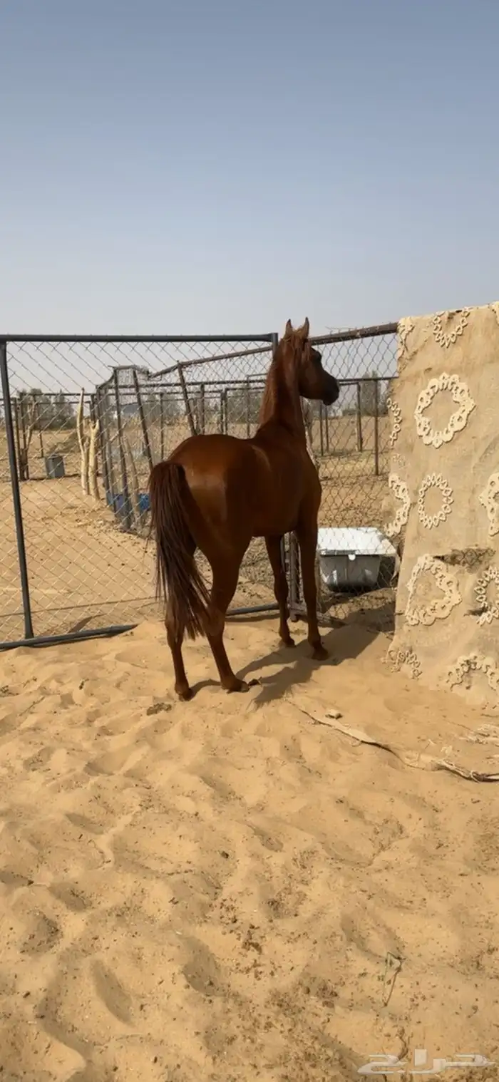 حصان شعبي 6
