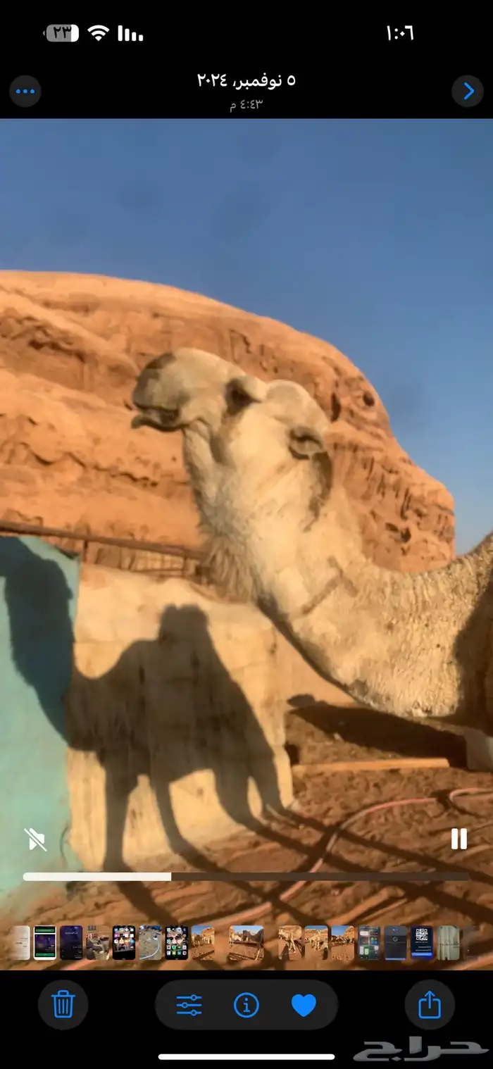 فحل اوضح باتلي منتج للبيع 0