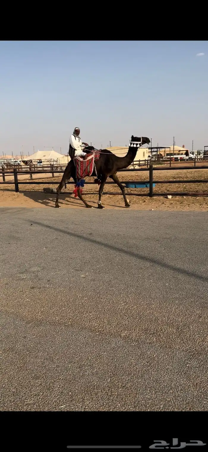 رحول مجهم طيبه 1