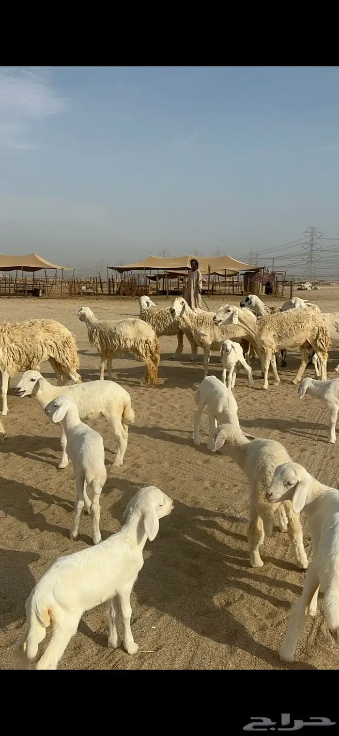 غنم حرية رخال صنف متابيع 60 تحتها 17 2