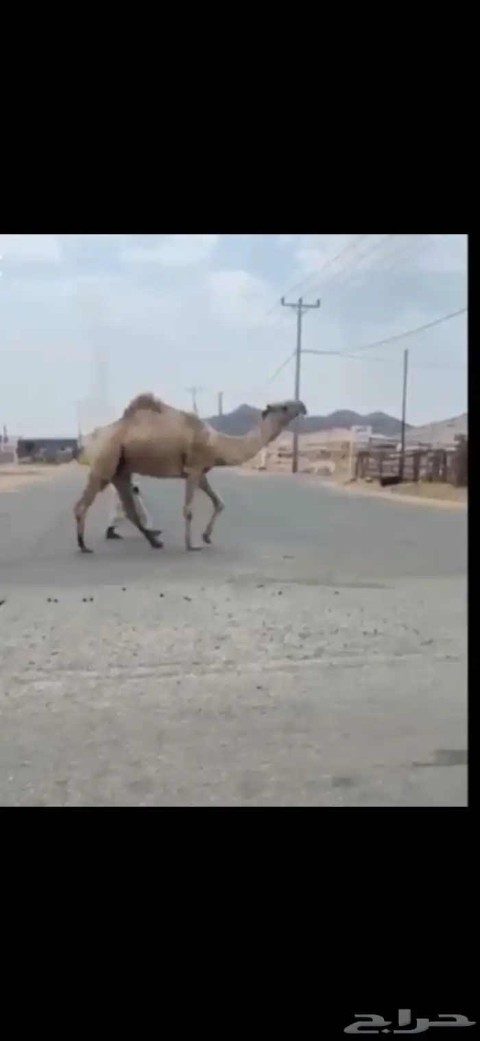 قعود. رباع. على   غرنوق منتج. موقع عفيف 3