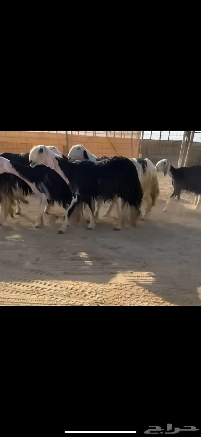 شياه نجد نوادر ( تم البيع ) 3