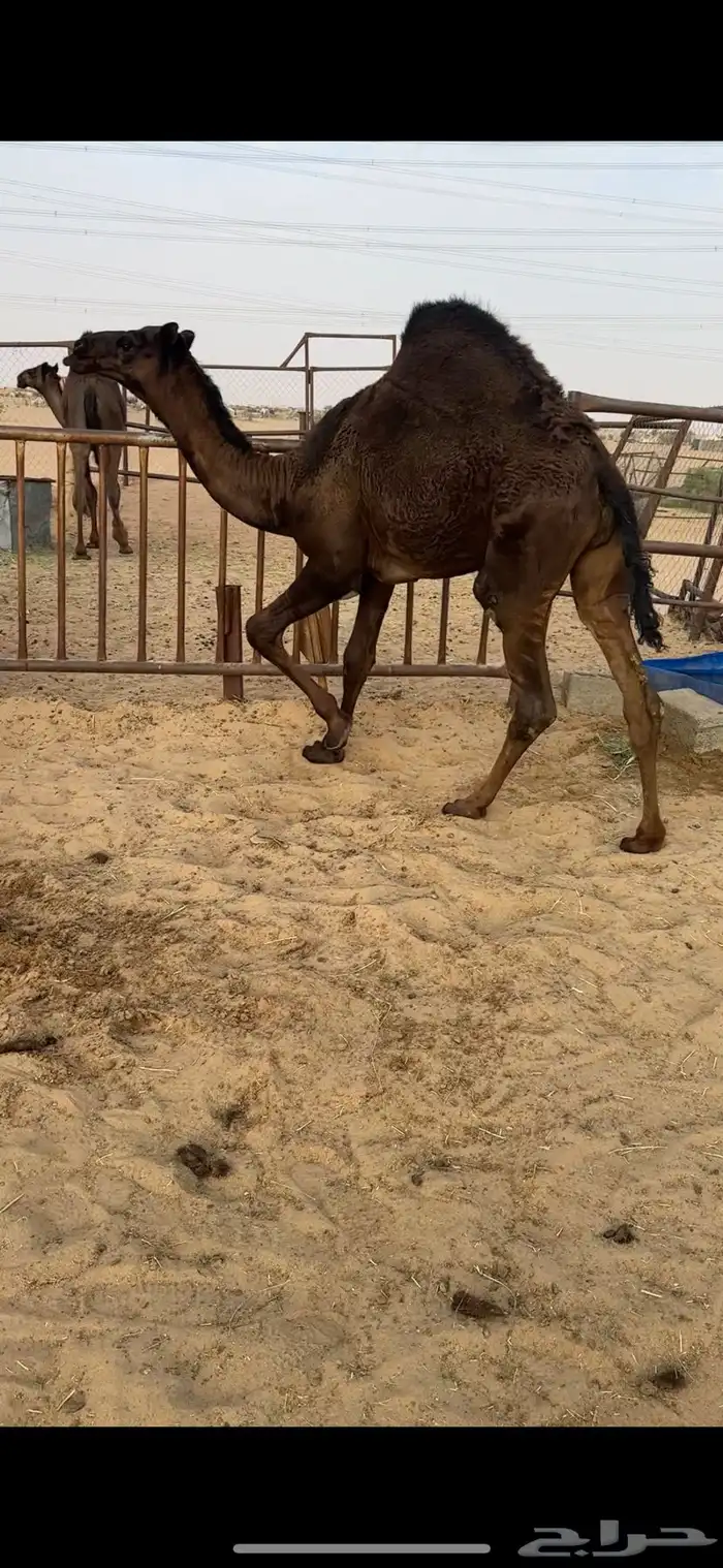 قعود كفووو للبيع رقم الجوآل 2
