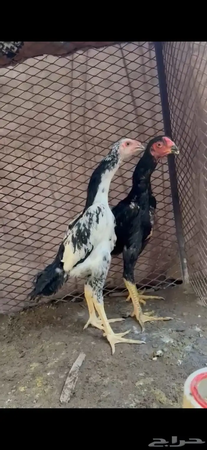 شامو هزاز الماني مستوى عالي 0
