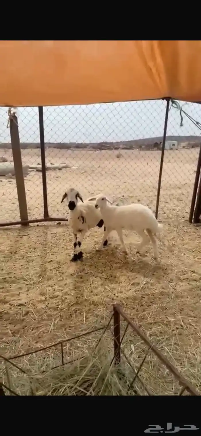 شاه تحتها رخل 0