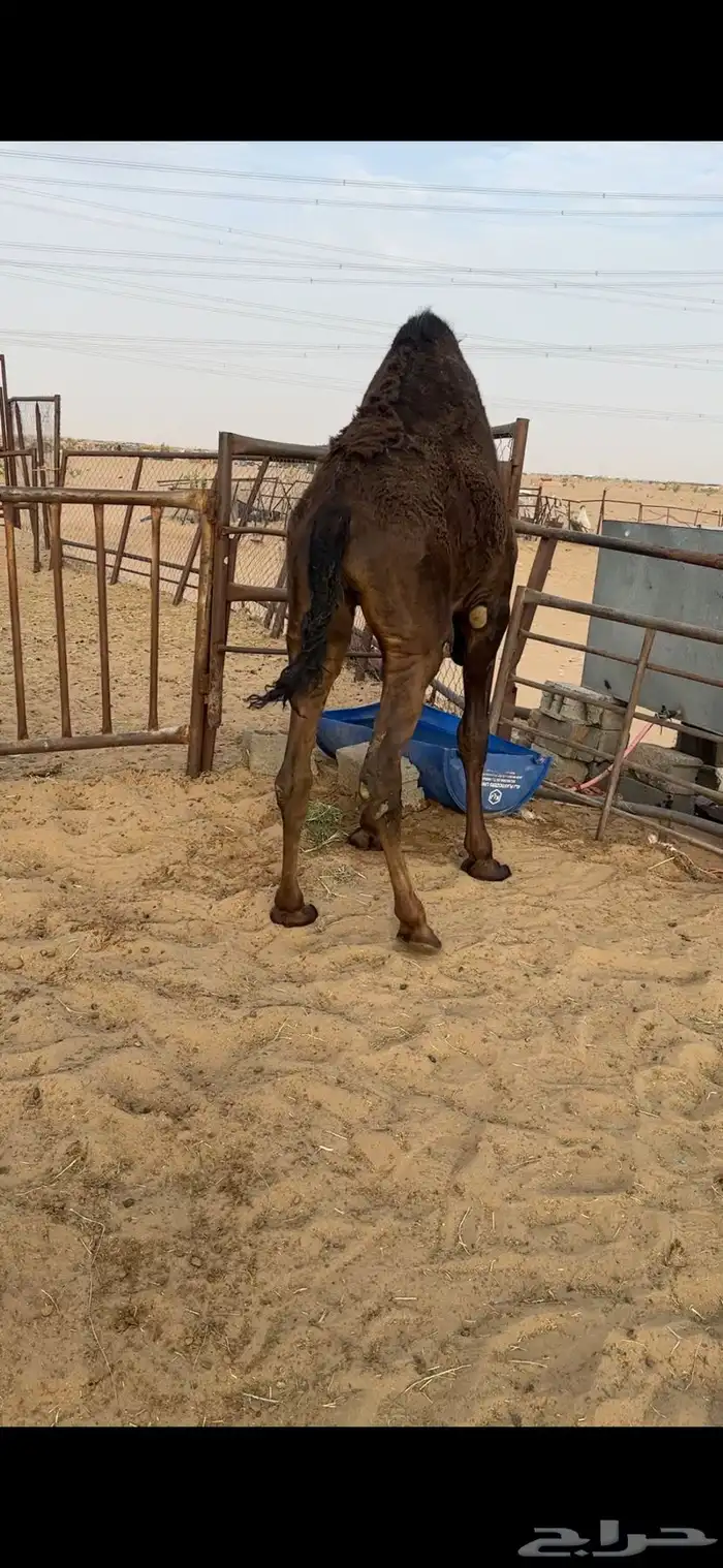 قعود كفووو للبيع رقم الجوآل 1