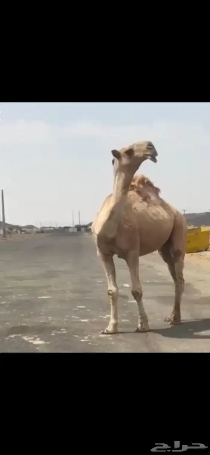 قعود. رباع. على   غرنوق منتج. موقع عفيف 1