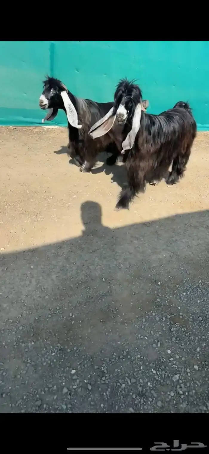معزا عوارض خصم الخصم تممم البيع 1
