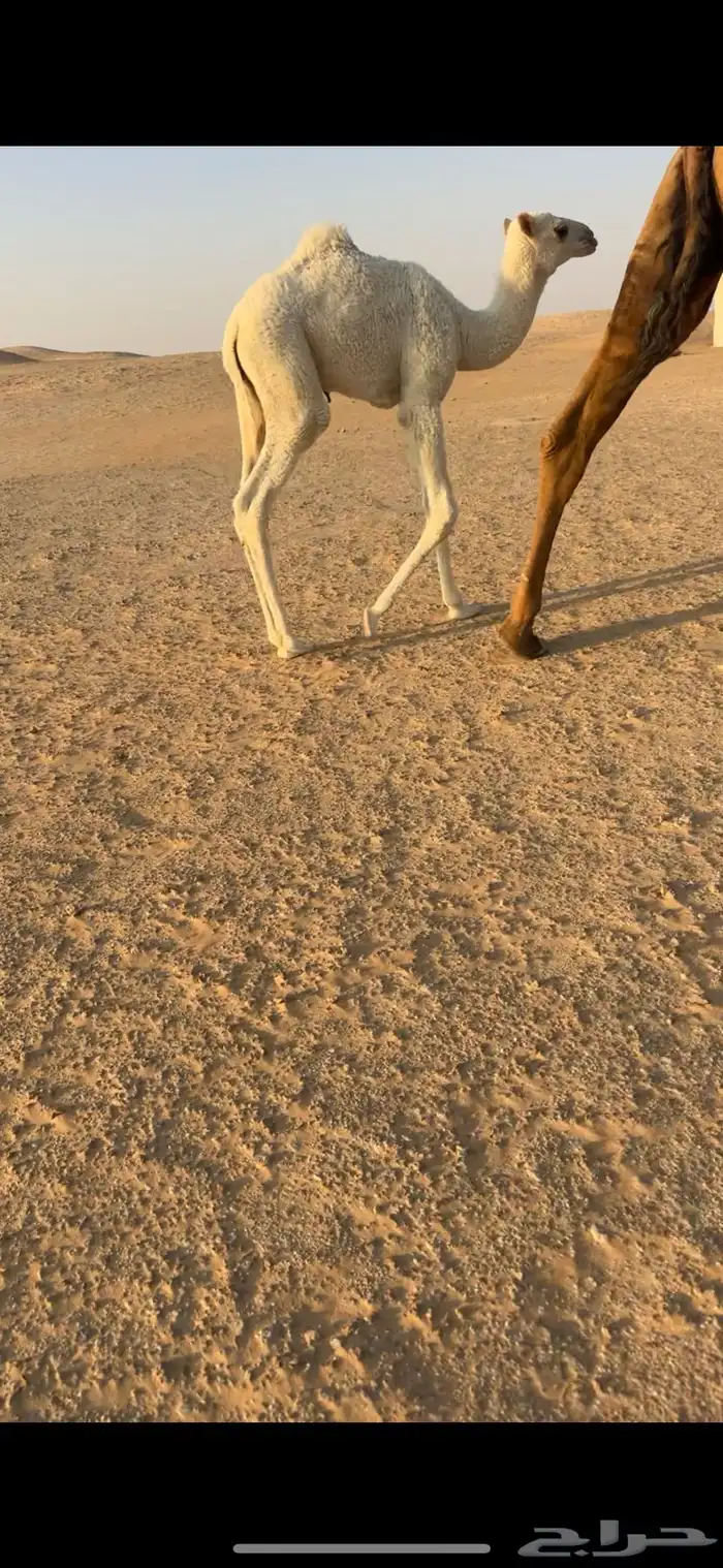 خلفه طيبه وهديه ماتحرك وحدرها بكره طيبه 1