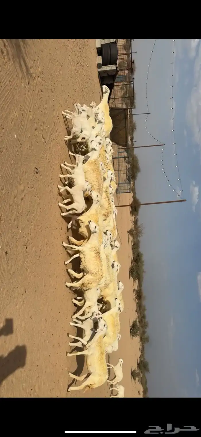 غنم خلفات صغار سن 2