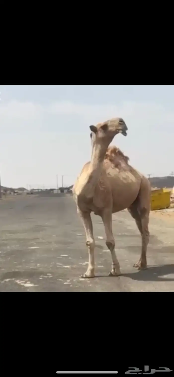 قعود. رباع. على   غرنوق منتج. موقع عفيف 0