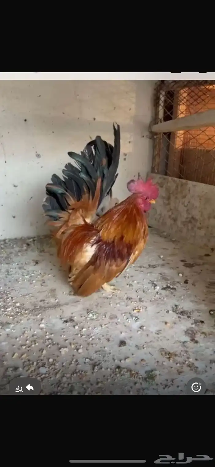 ابها 0