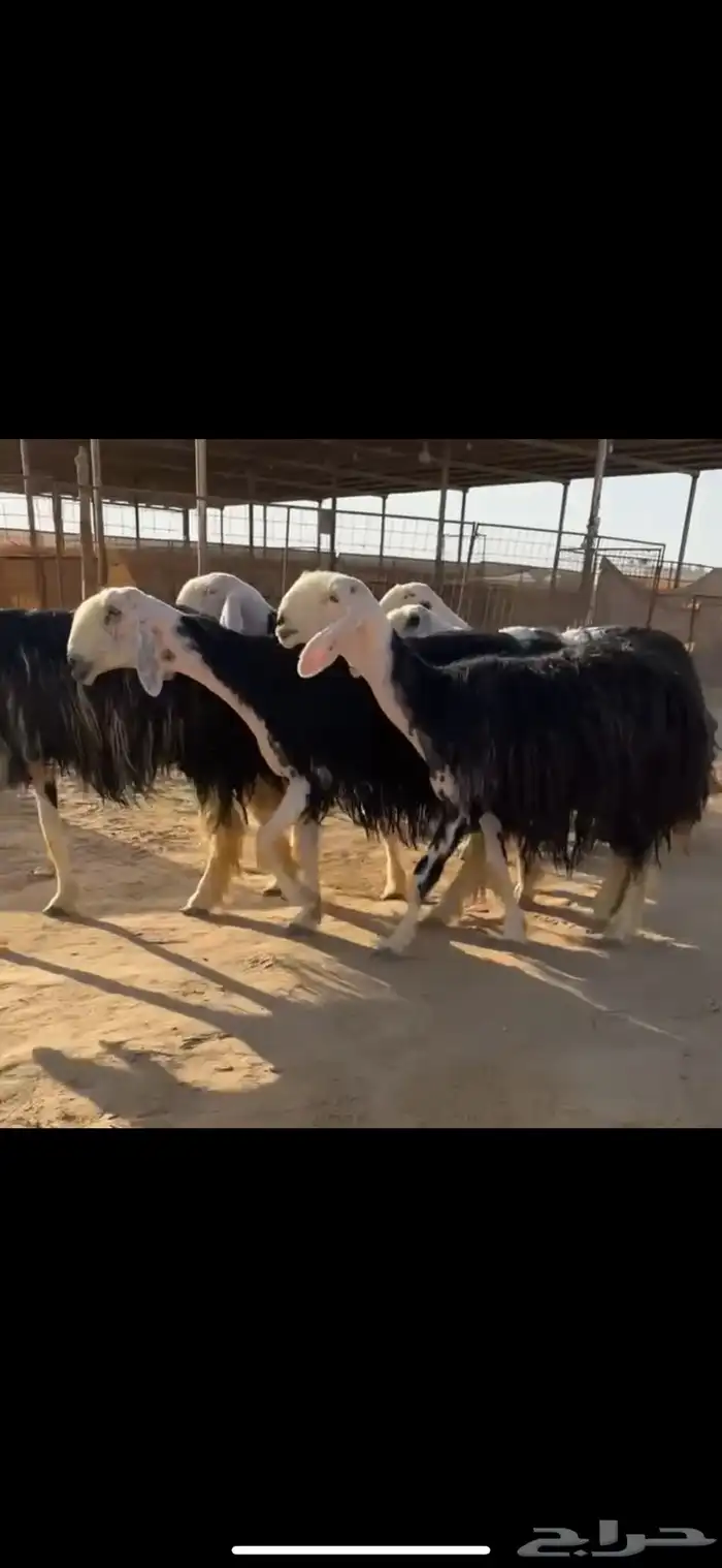 شياه نجد نوادر ( تم البيع ) 1