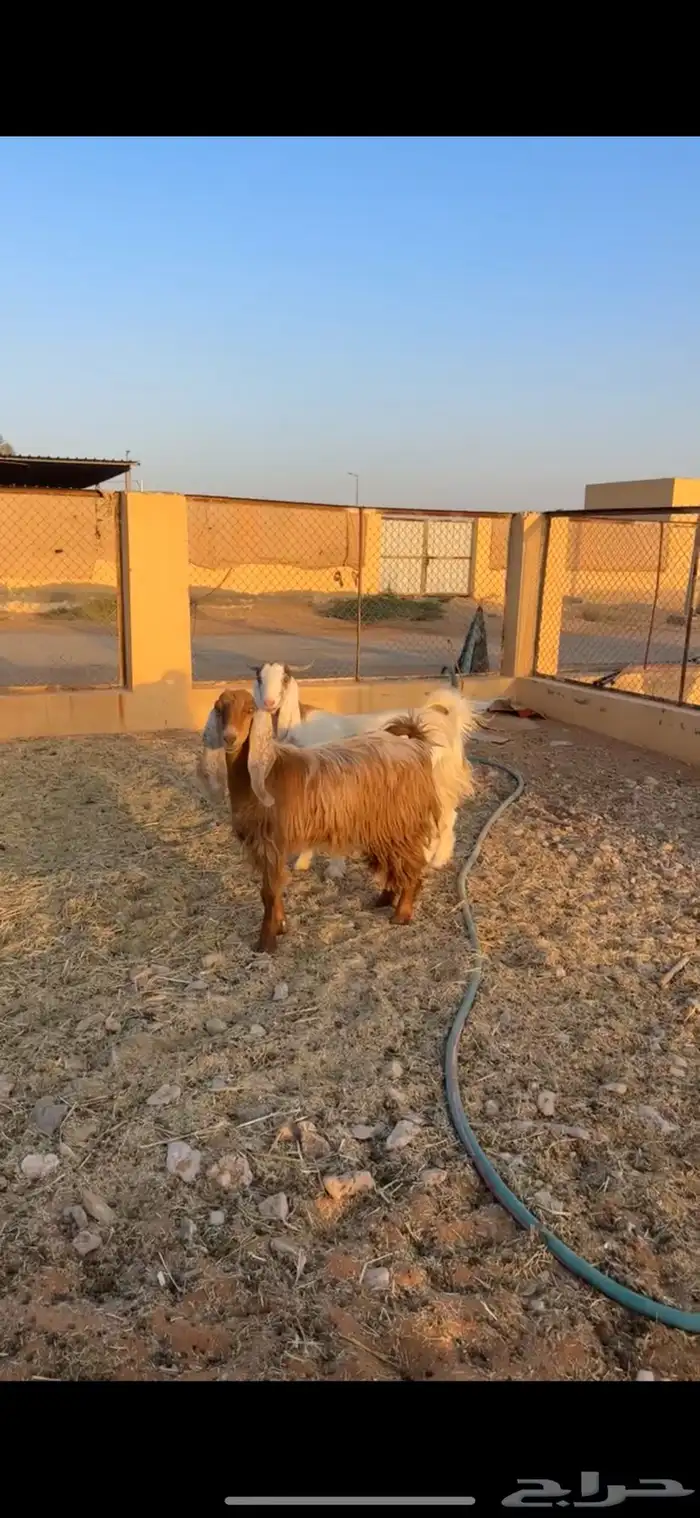 معزا حيل 0