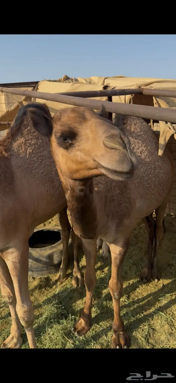 حشو للبيع العدد 4 3
