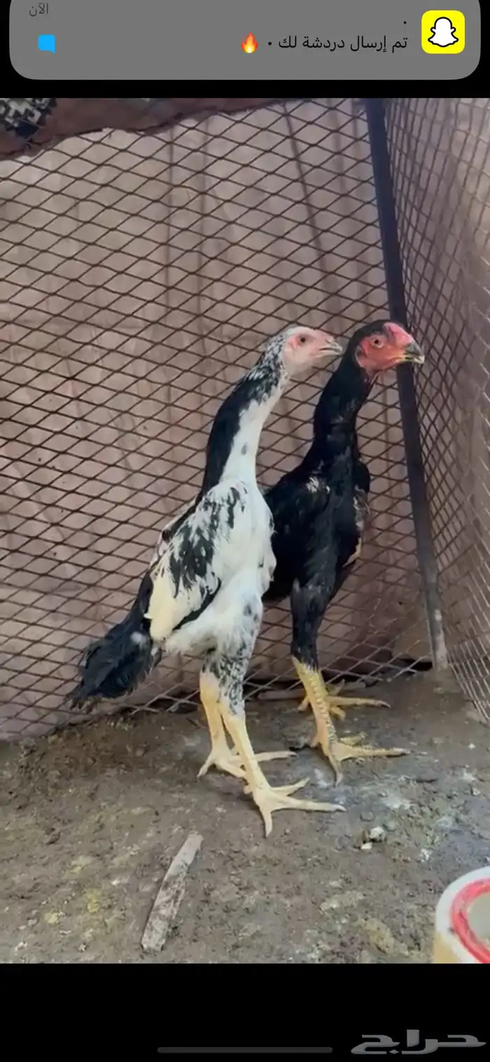شامو هزاز الماني مستوى عالي 3
