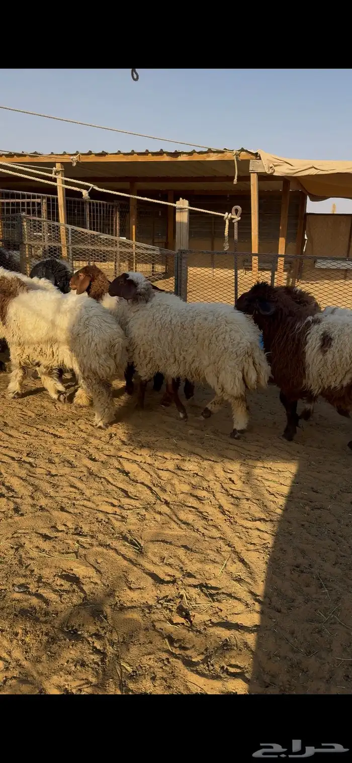 ذبايح جذعات بلدي 1