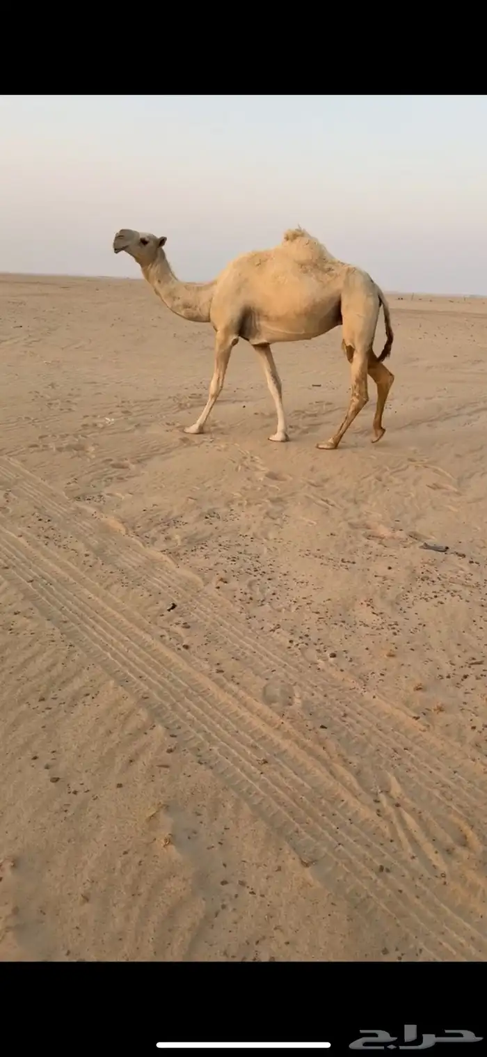 وضحا لقحه 1