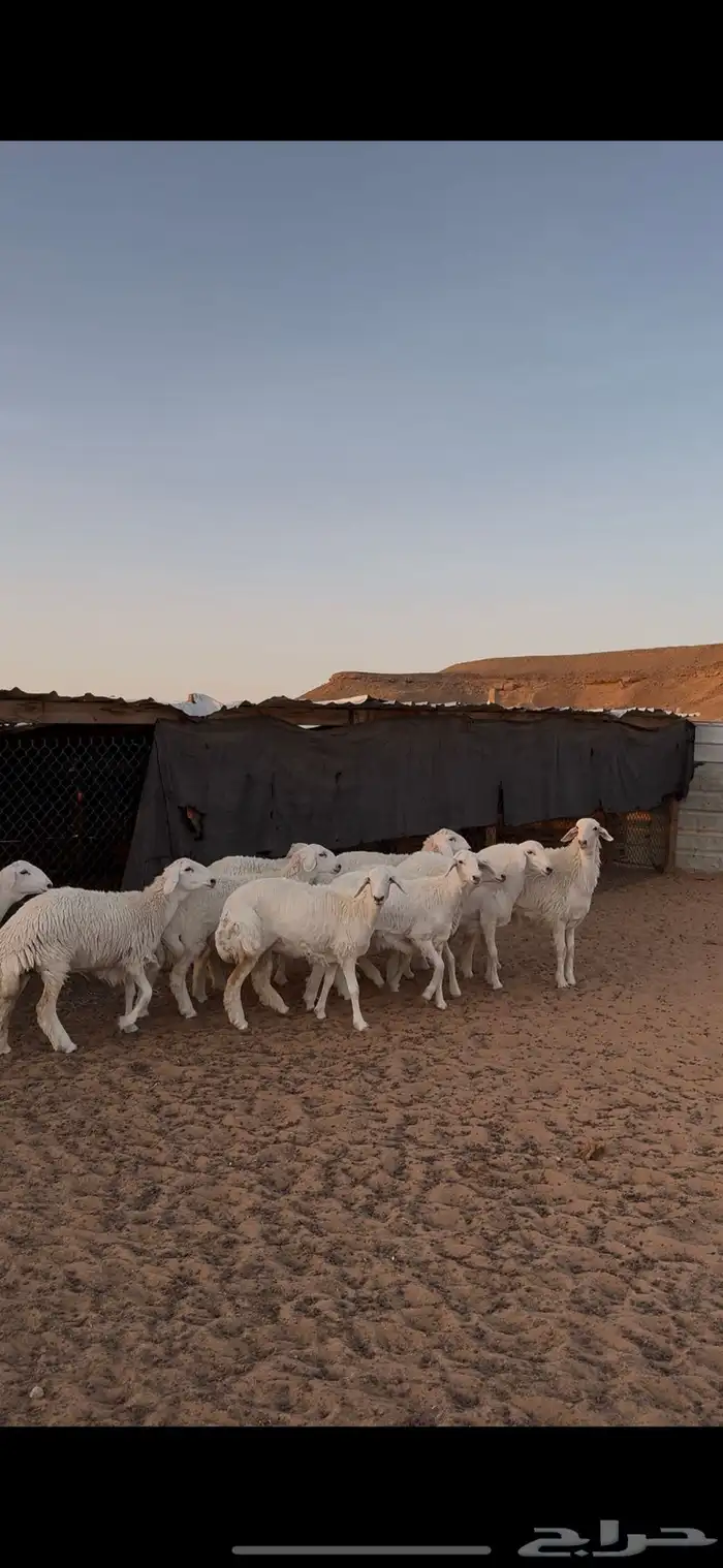 الذبايح حريات من عيال الغنم 0