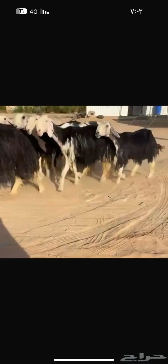 شياه نجد نوادر ( تم البيع ) 0