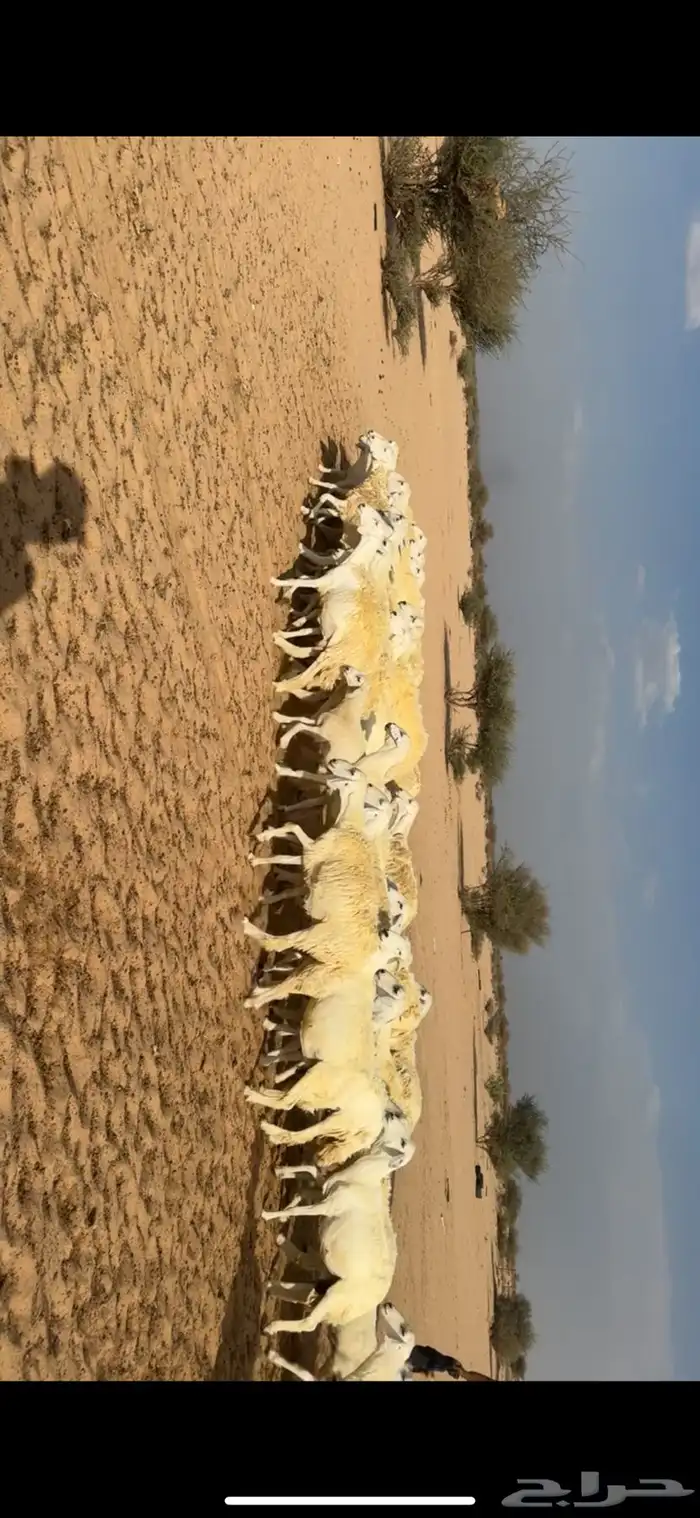 غنم خلفات صغار سن 1