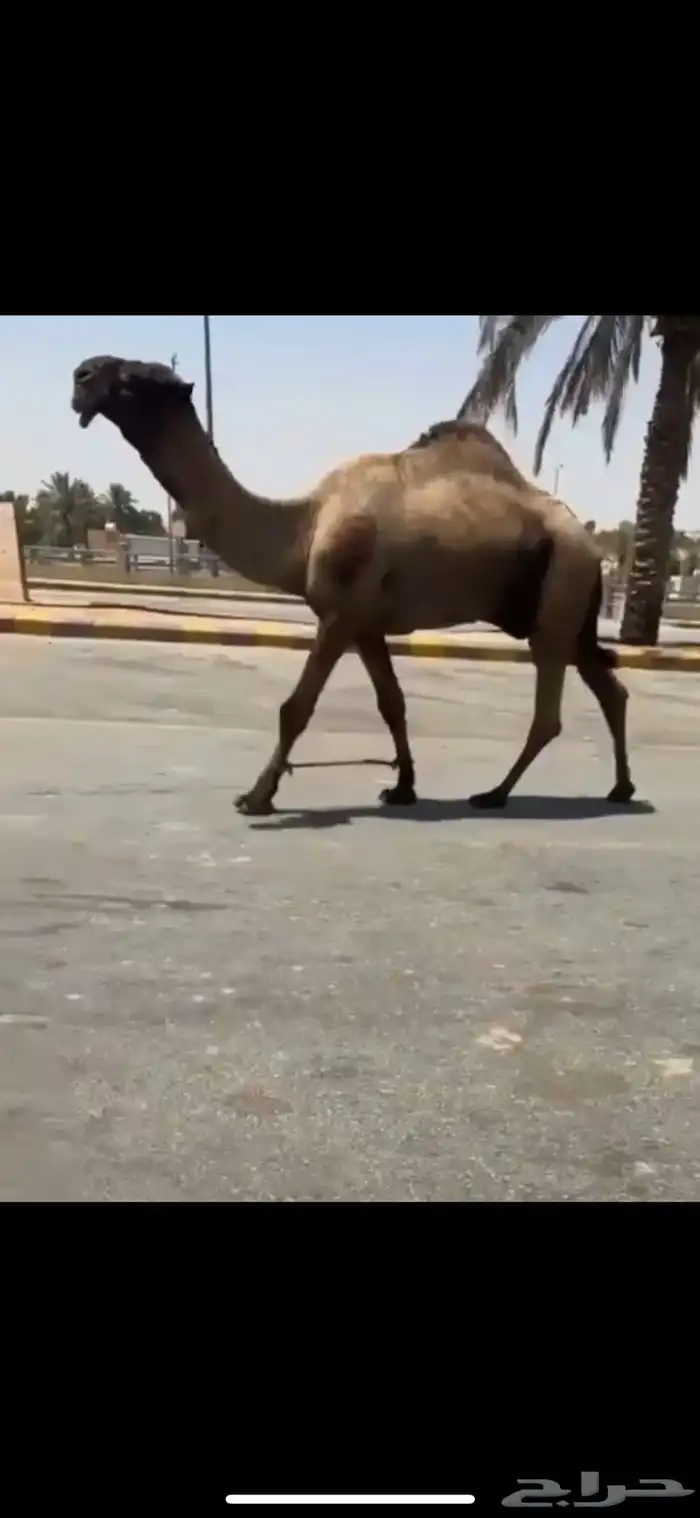 للبيع البعير الكفو الدبياني 0