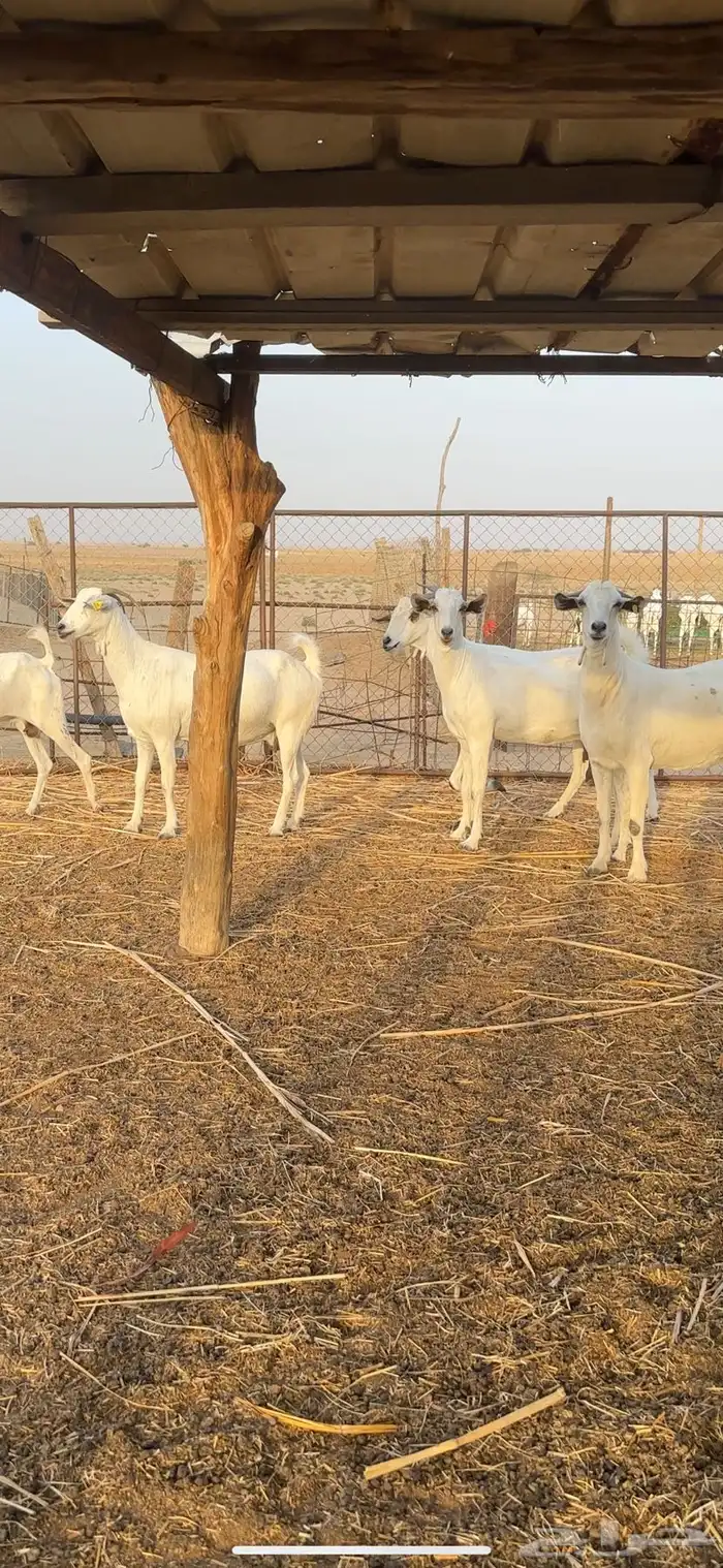 غنم بيشيات مراح واحد غنم طيبة 0