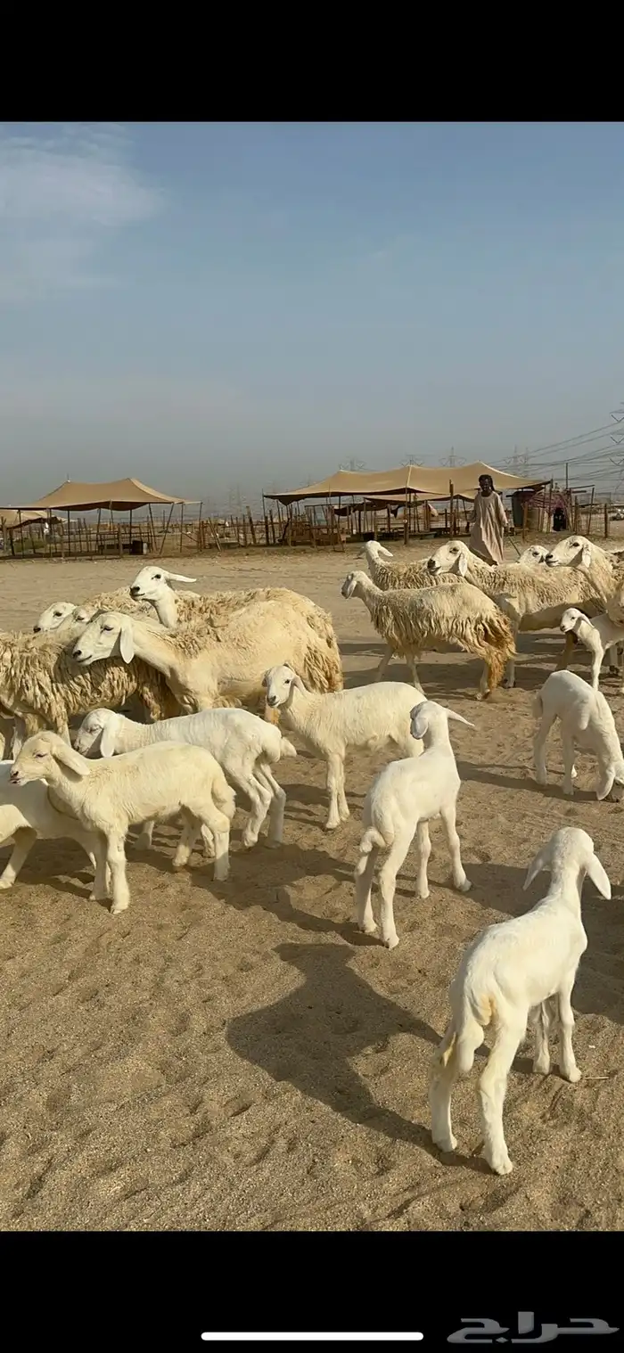 غنم حرية رخال صنف متابيع 60 تحتها 17 1